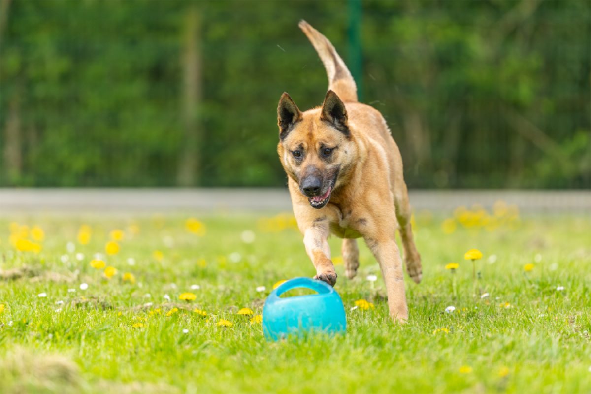 Gold - Chien Berger Belge Malinois à adopter - photo 10