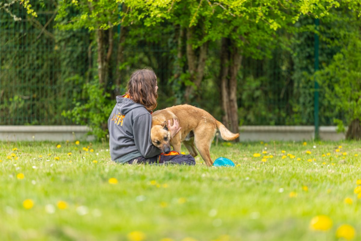 Gold - Chien Berger Belge Malinois à adopter - photo 11