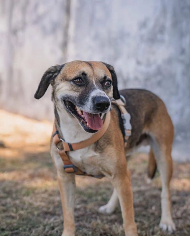 Noname - Chien à adopter - photo 4
