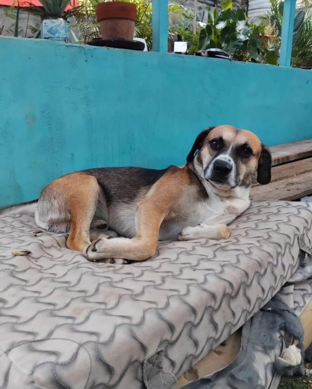 Noname - Chien à adopter - photo 6