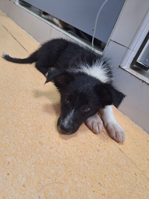 GIN - Chien à adopter - photo 2