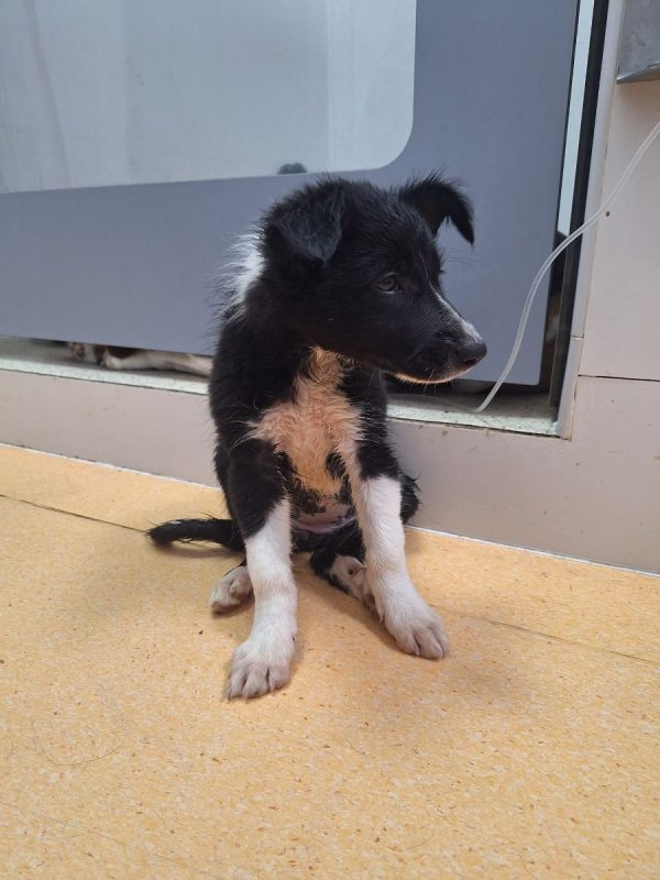 GIN - Chien à adopter