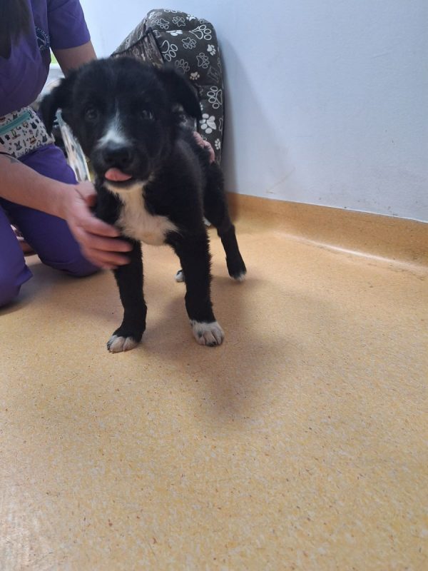 TONIC - Chien à adopter - photo 2