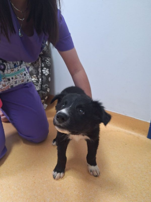 TONIC - Chien à adopter