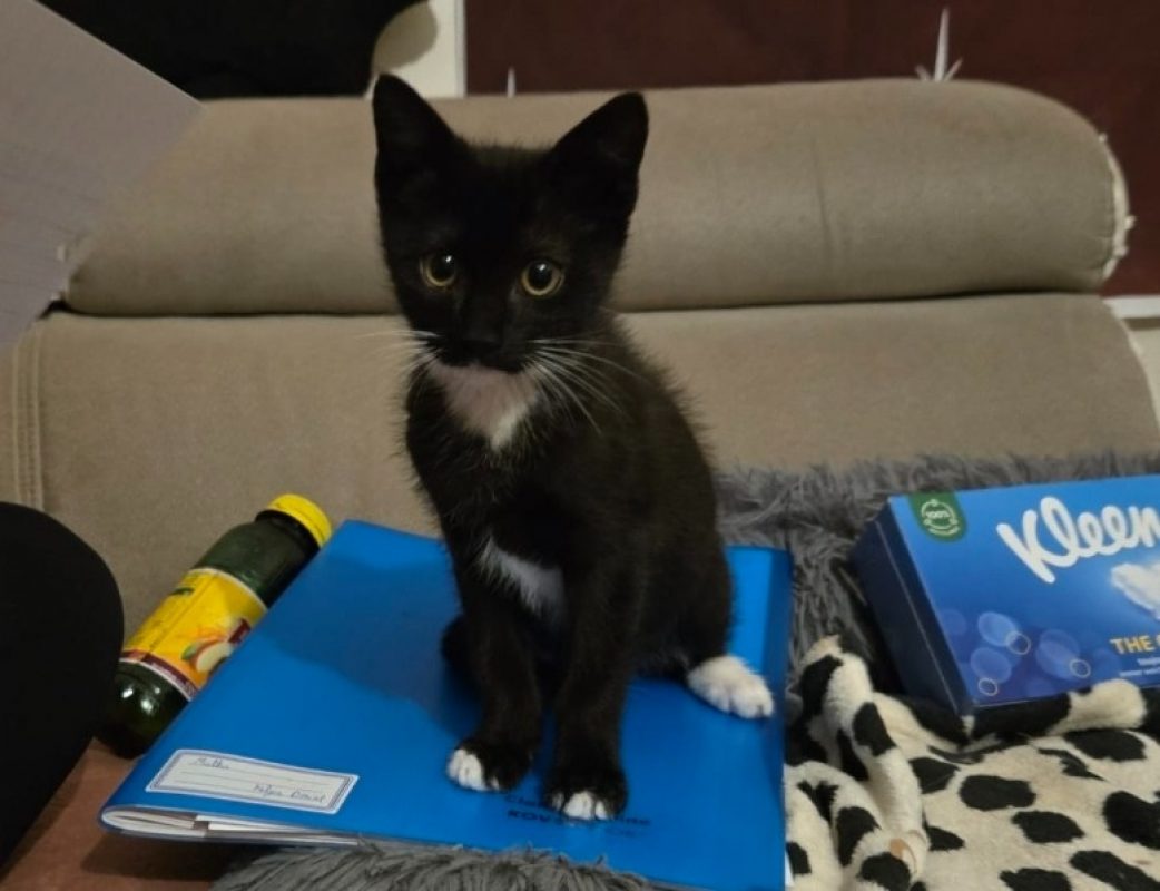 Ballerine - Chat Européen à adopter
