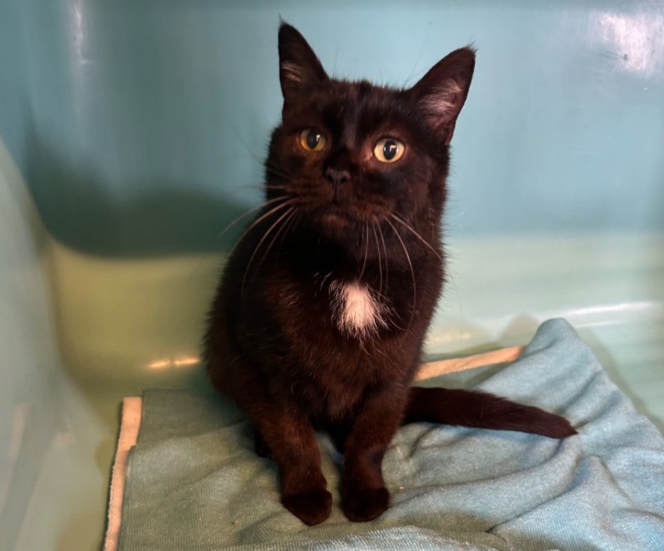 Doudou - Chat Européen à adopter