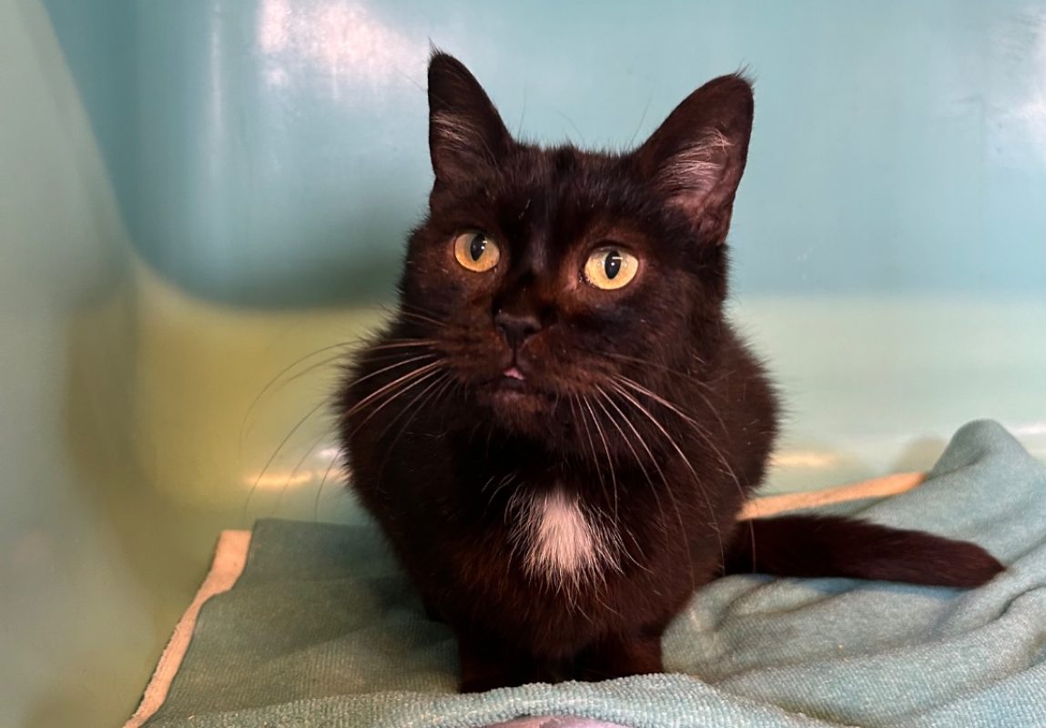 Doudou - Chat Européen à adopter - photo 2