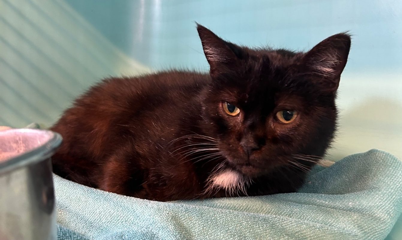Doudou - Chat Européen à adopter - photo 3