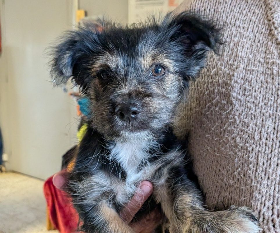 Youpi - Chien à adopter