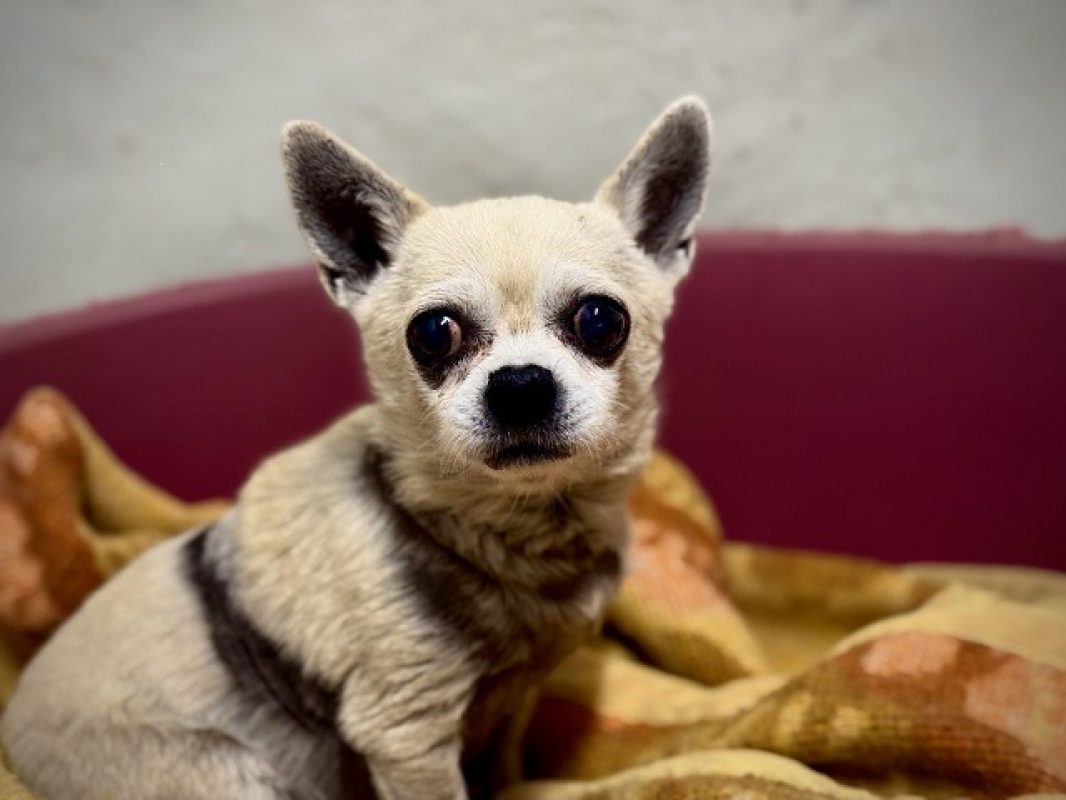 Charlot - Chien Chihuahua à adopter