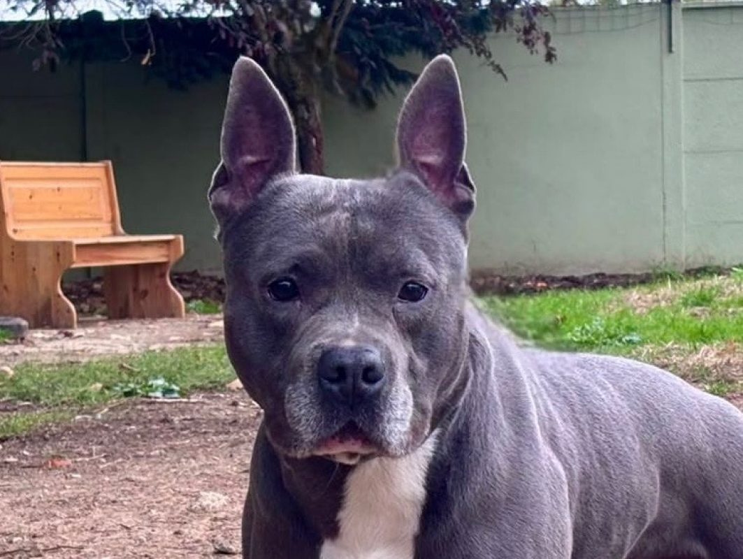 Rayak - Chien à adopter