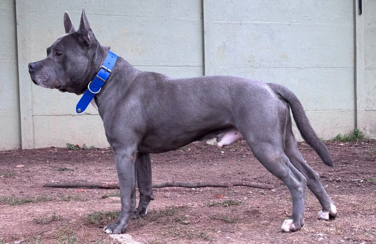 Rayak - Chien à adopter - photo 2