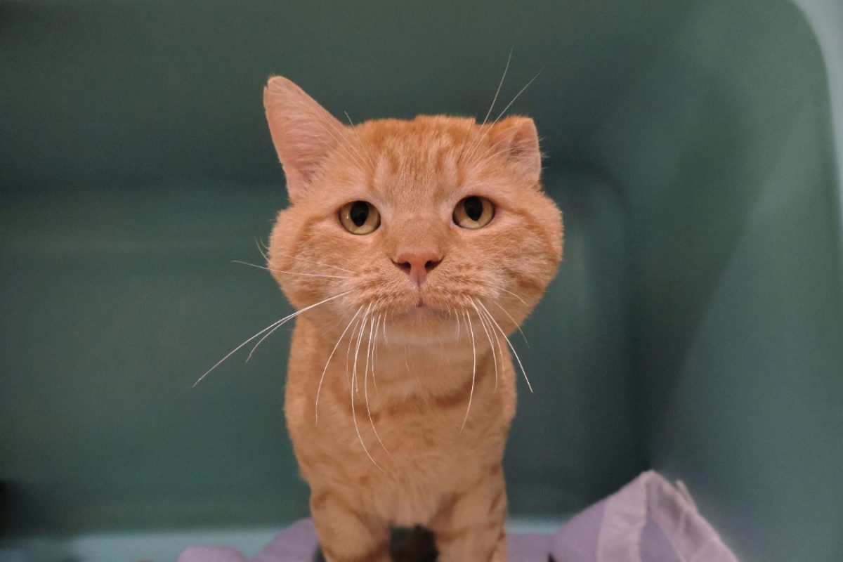 Pedro - Chat Européen à adopter
