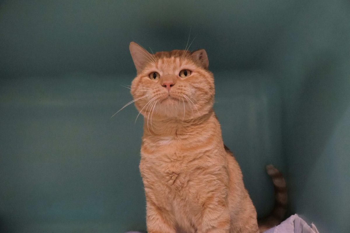 Pedro - Chat Européen à adopter - photo 2
