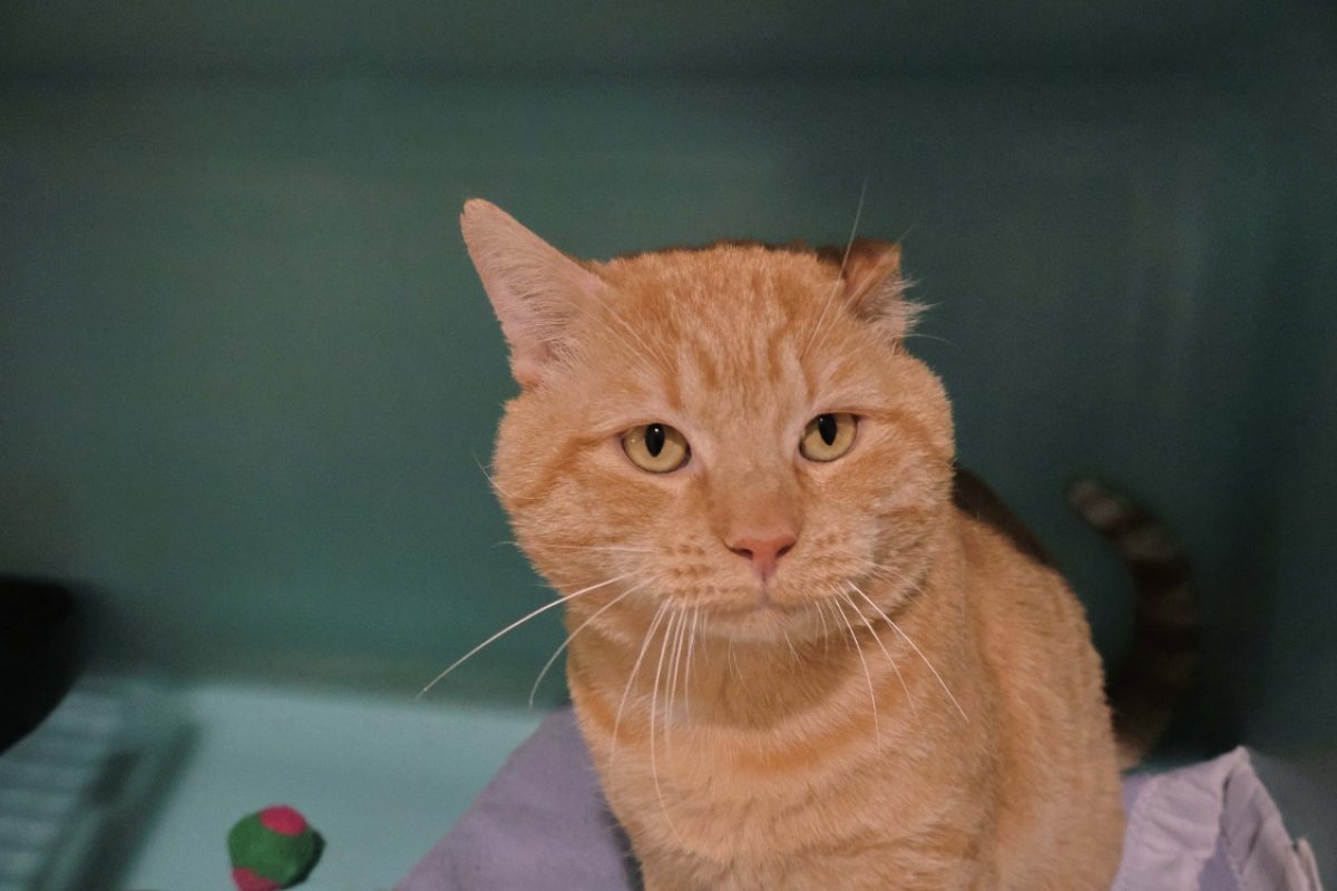 Pedro - Chat Européen à adopter - photo 3