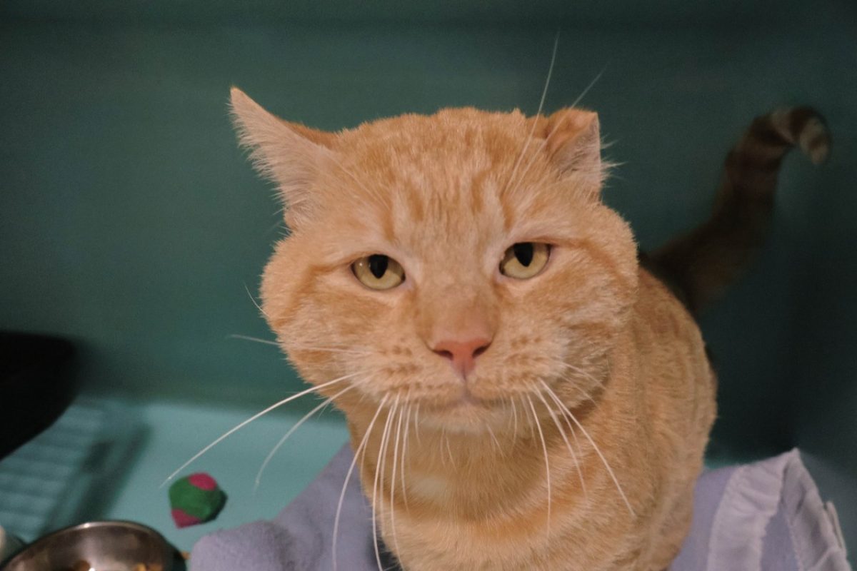 Pedro - Chat Européen à adopter - photo 4