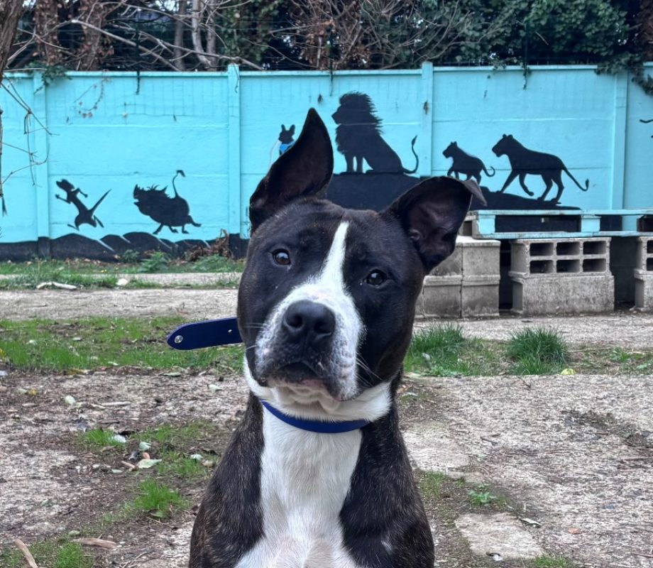 Atlas - Chien à adopter