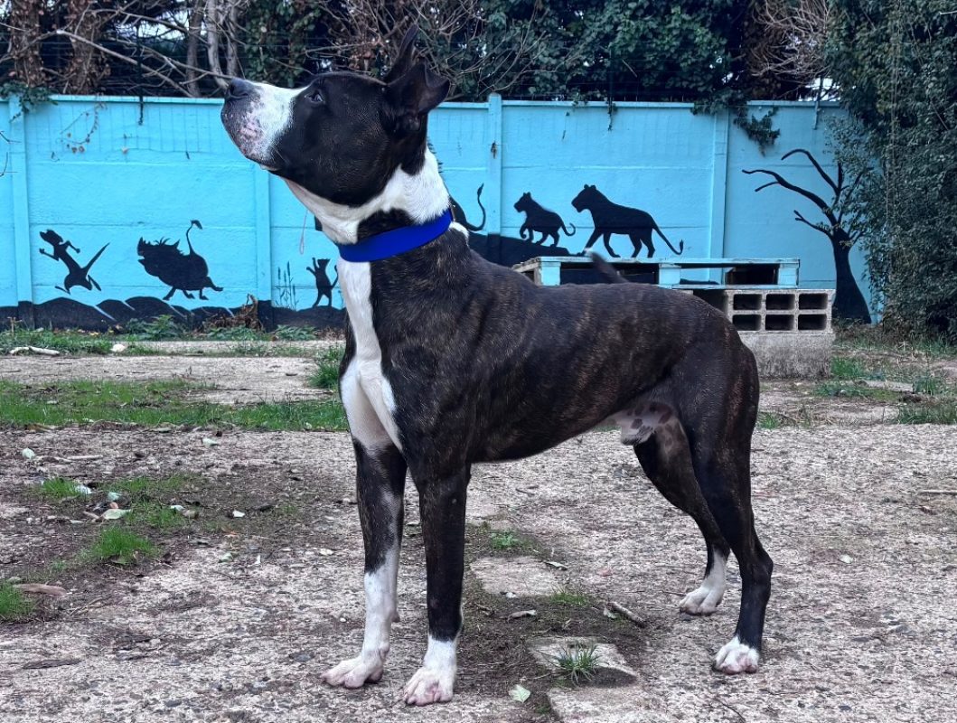 Atlas - Chien à adopter - photo 2