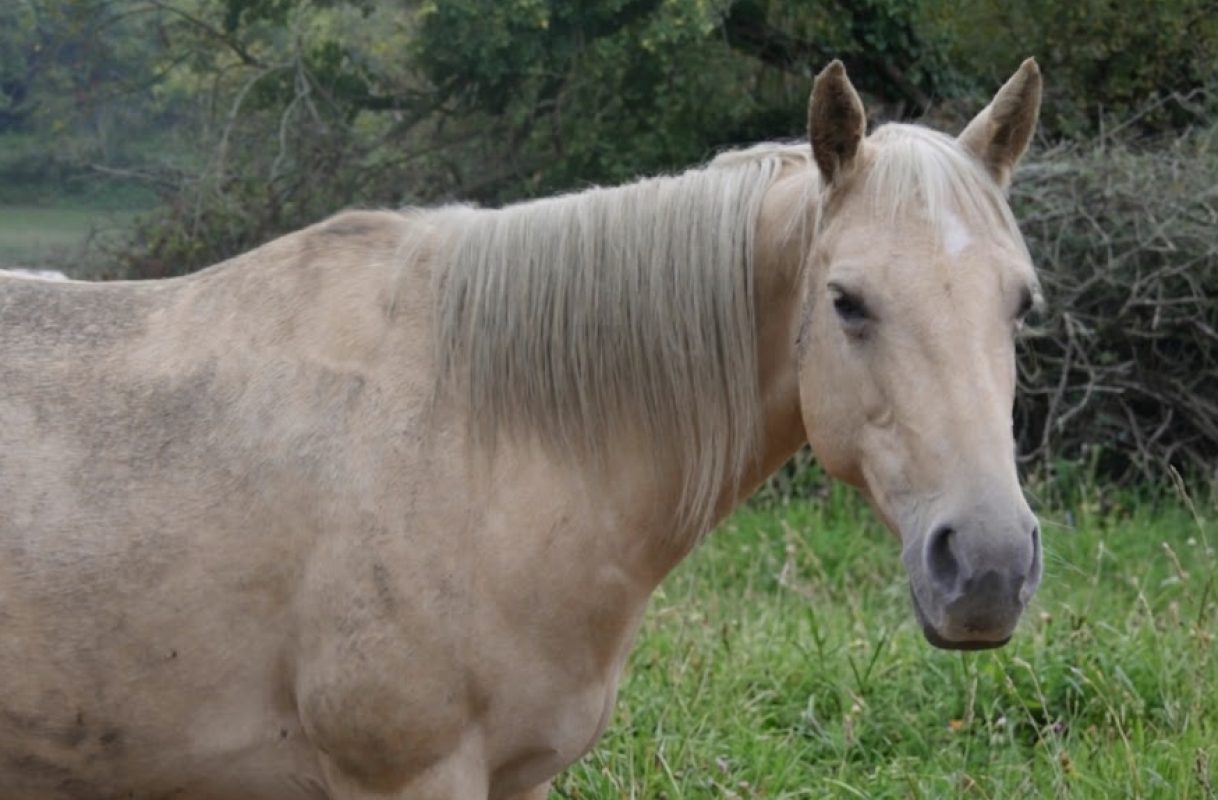 Osaka - Equidé Cheval à adopter
