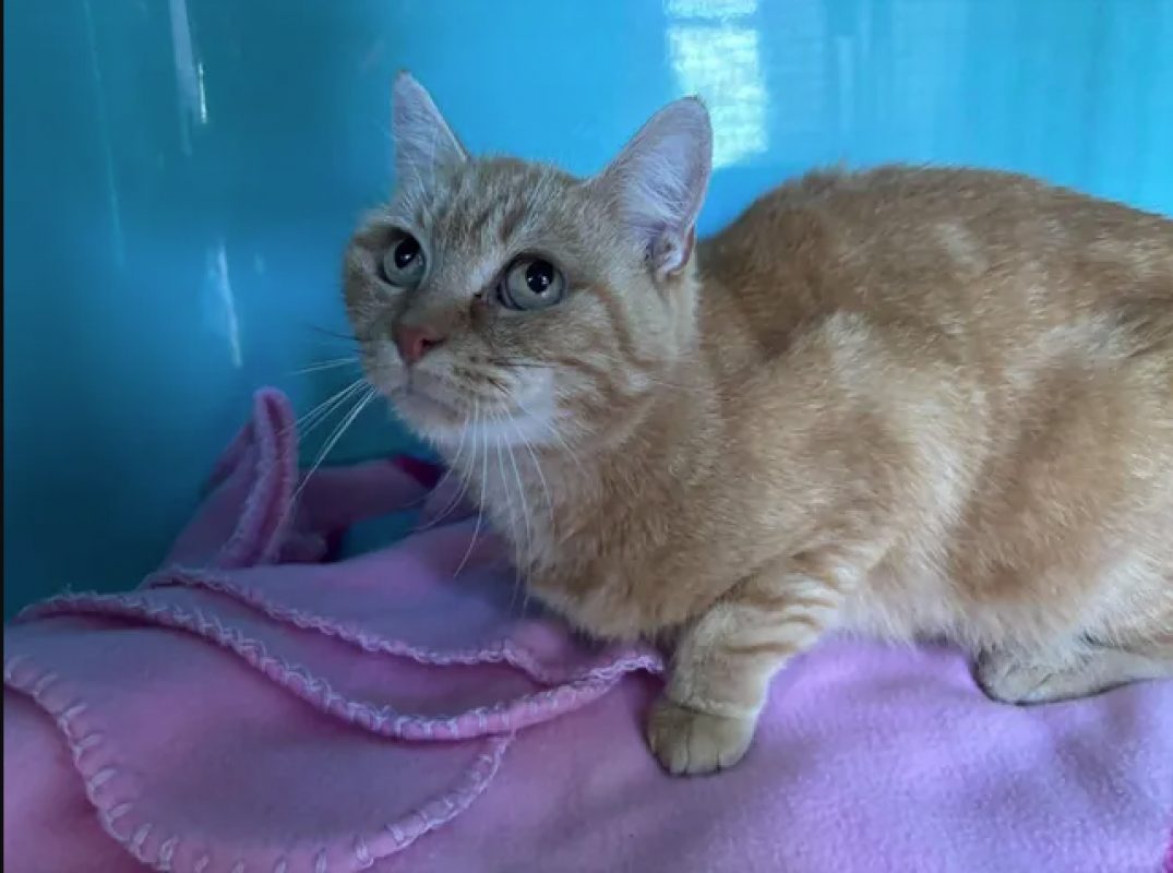 Augustine - Chat Européen à adopter - photo 2
