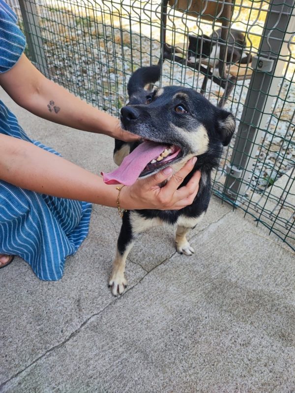 Princesse - Chien à adopter - photo 4