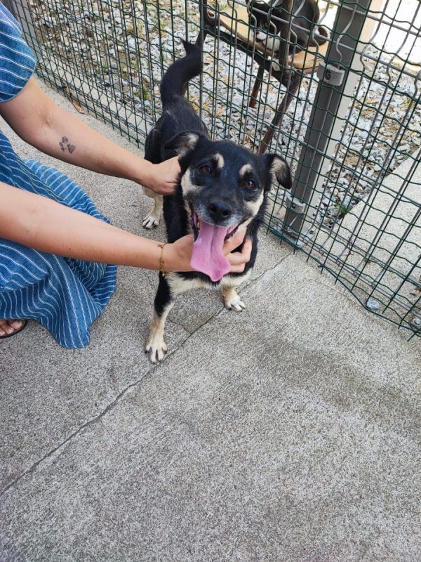 Princesse - Chien à adopter - photo 6