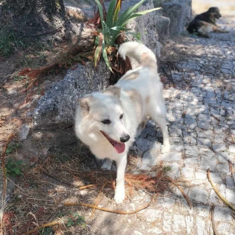 Martin - Chien à adopter - photo 6