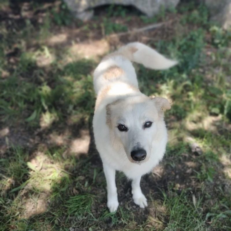Martin - Chien à adopter - photo 3