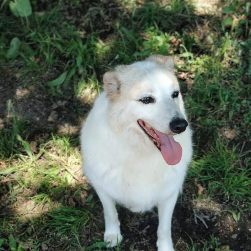 Martin - Chien à adopter - photo 5
