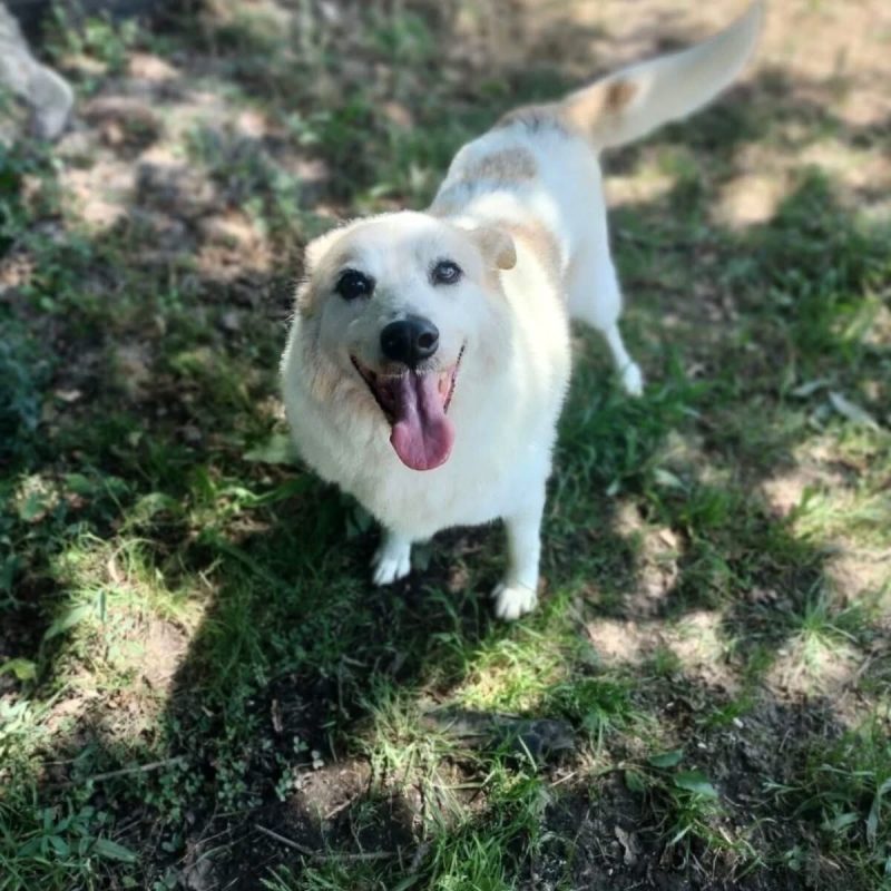 Martin - Chien à adopter