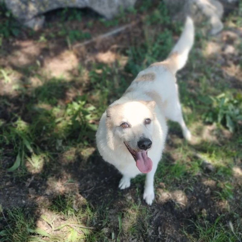 Martin - Chien à adopter - photo 2