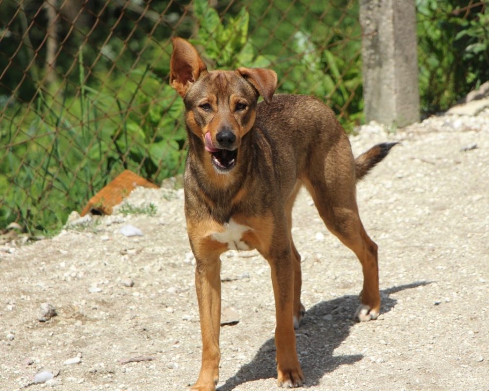 Luniz - Chien à adopter - photo 7