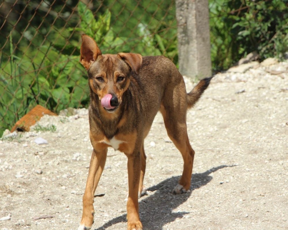 Luniz - Chien à adopter - photo 4