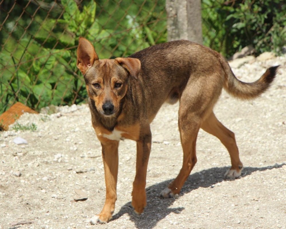 Luniz - Chien à adopter - photo 6