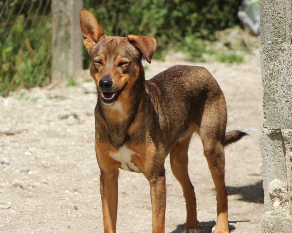 Luniz - Chien à adopter - photo 3