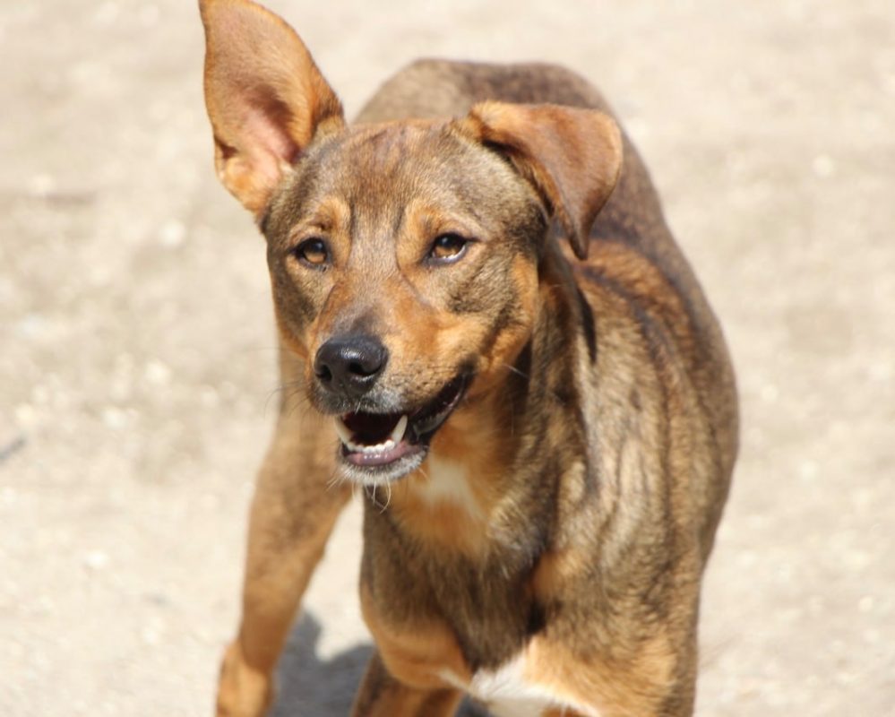 Luniz - Chien à adopter - photo 2
