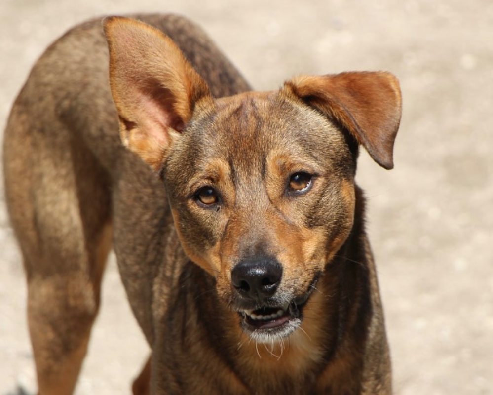 Luniz - Chien à adopter - photo 5