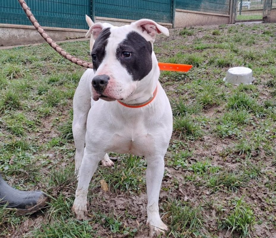 Pasta - Chien à adopter