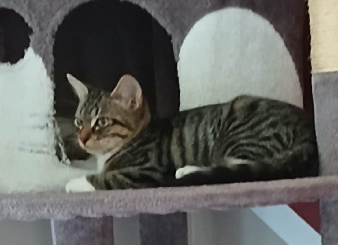 Ethiopie - Chat Européen à adopter