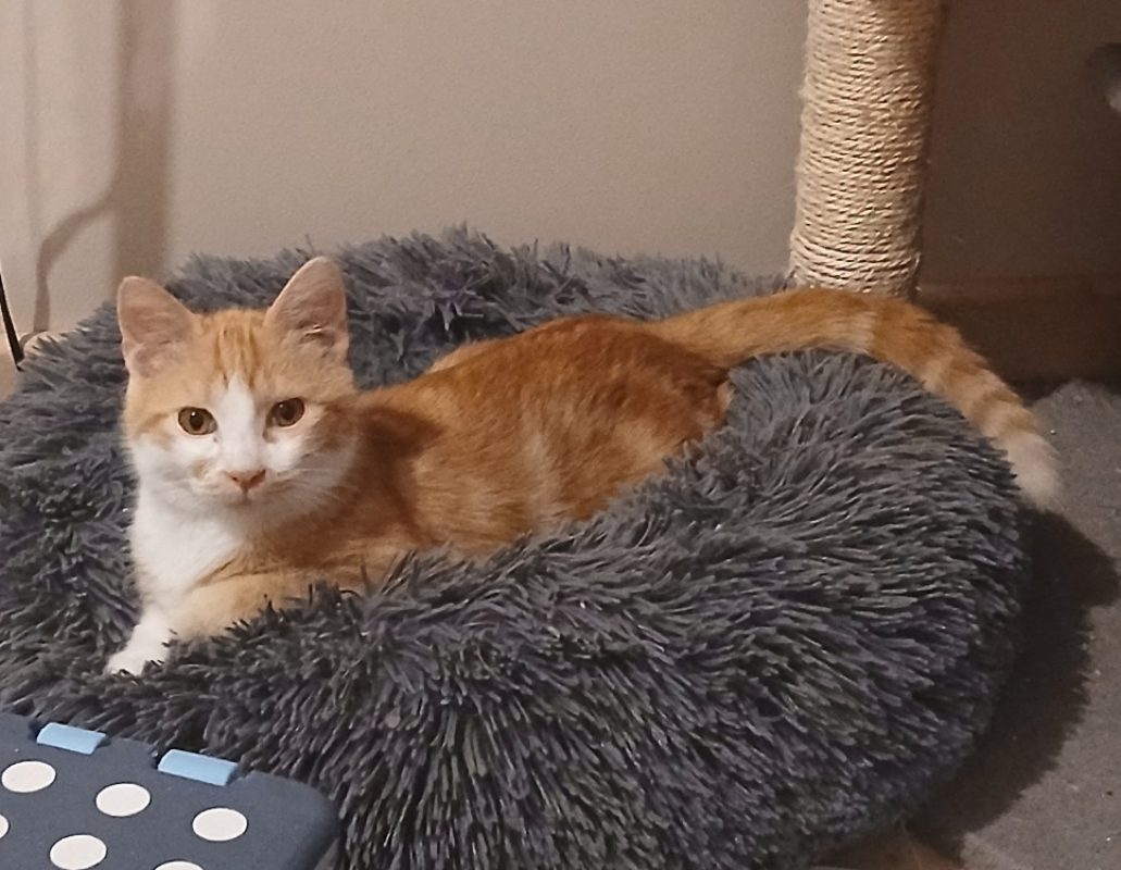 Egypte - Chat Européen à adopter