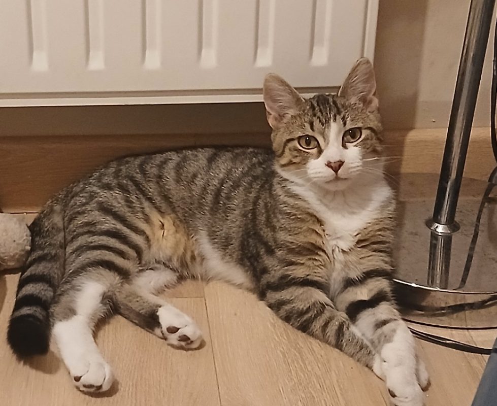 Érythré - Chat Européen à adopter