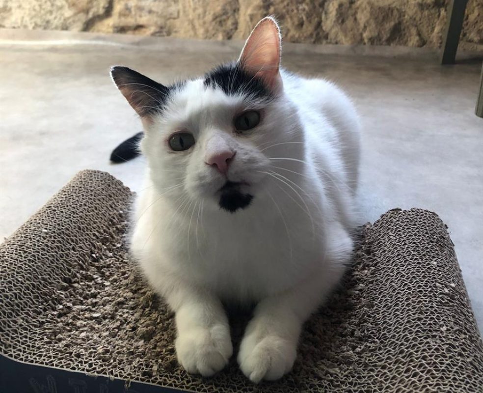 Baly - Chat Européen à adopter