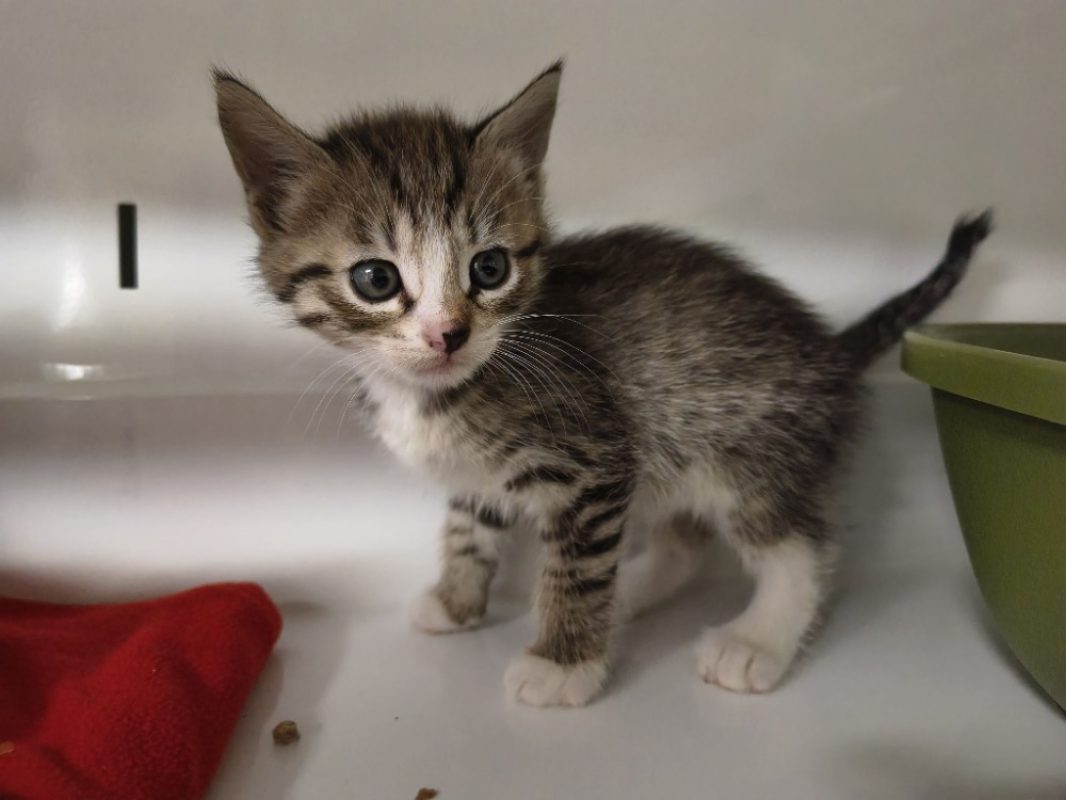 Oggi - Chat Européen à adopter