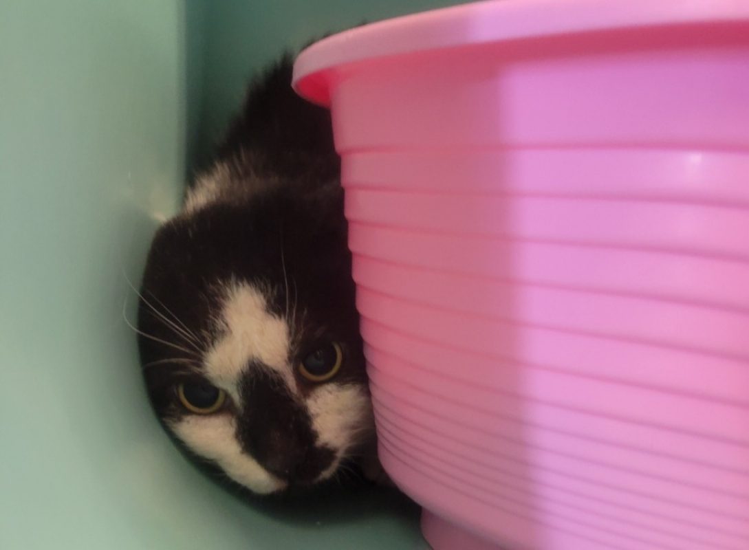 Carambar - Chat Européen à adopter