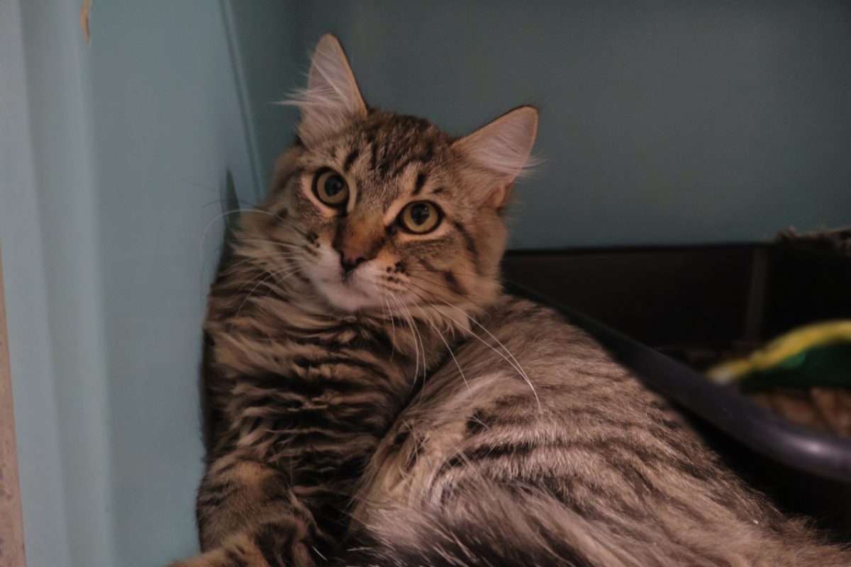 Brooklyn - Chat Européen à adopter