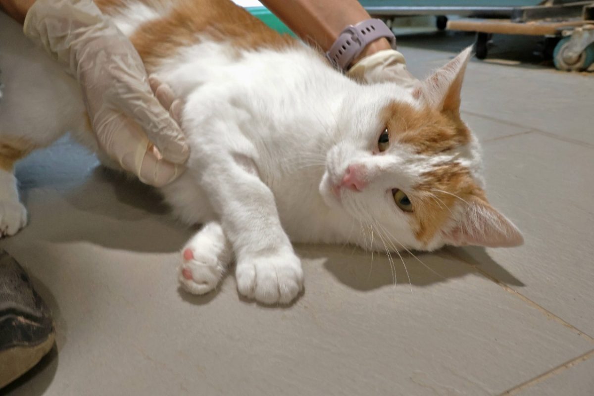 Marty - Chat Européen à adopter
