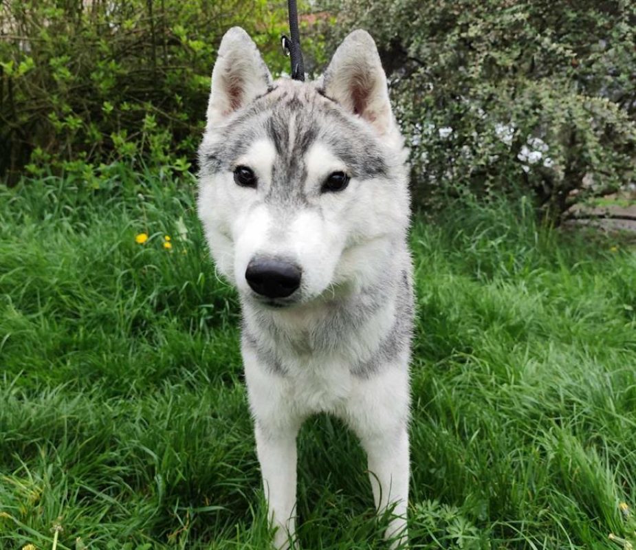 Vidar dit lou - Chien Husky Sibérien à adopter