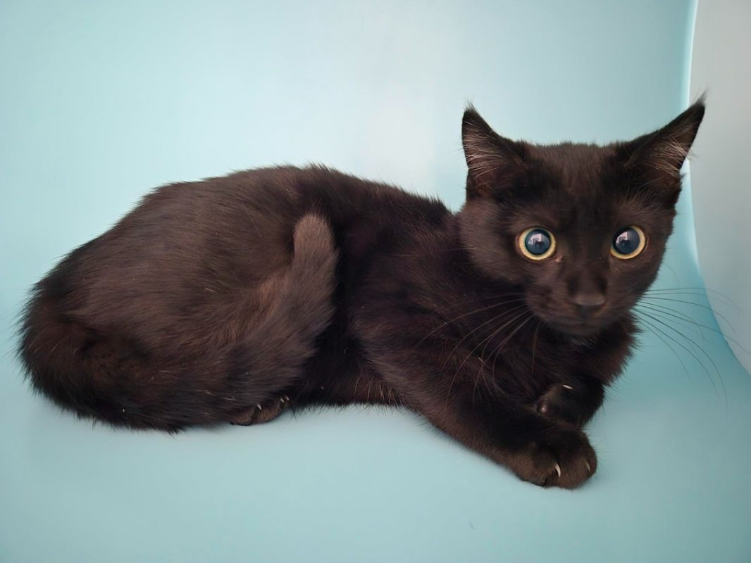 Banania - Chat Européen à adopter