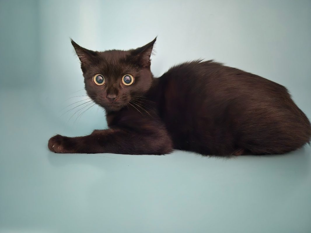 Banania - Chat Européen à adopter - photo 2