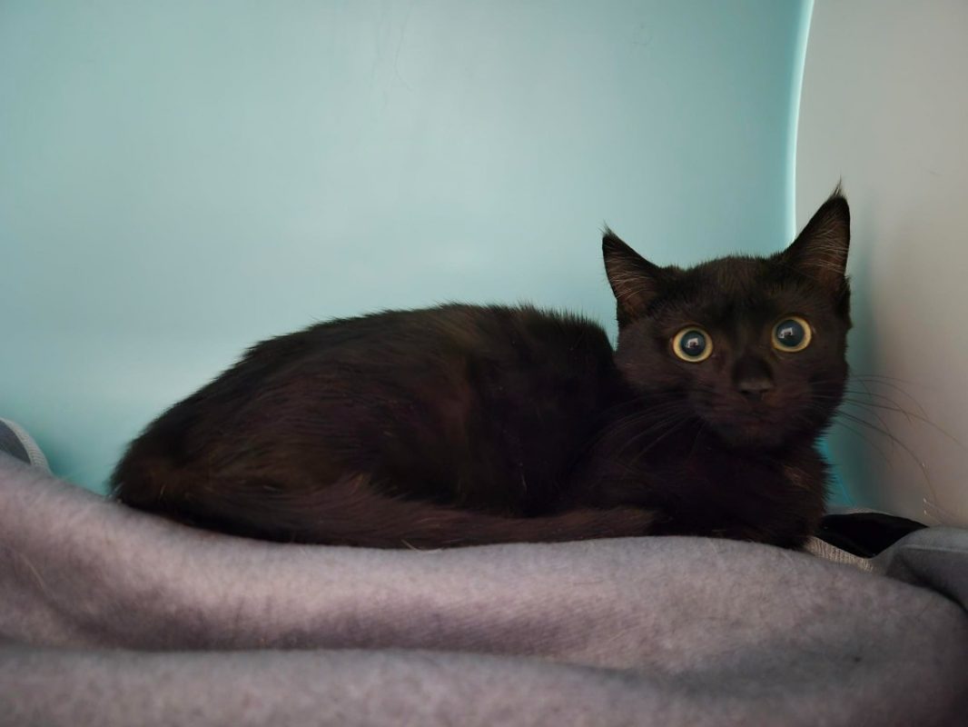 Banania - Chat Européen à adopter - photo 3